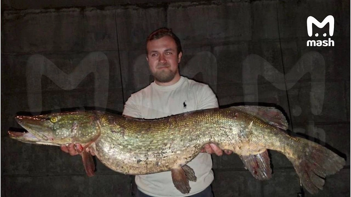 У «Москвы-Сити» поймали щуку весом 9 кг. Фото © Telegram / Mash