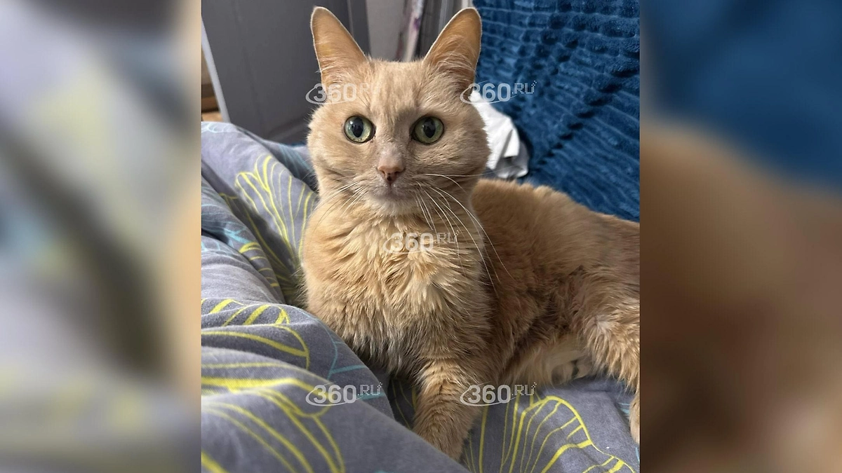 Барсик. Фото © 360.ru