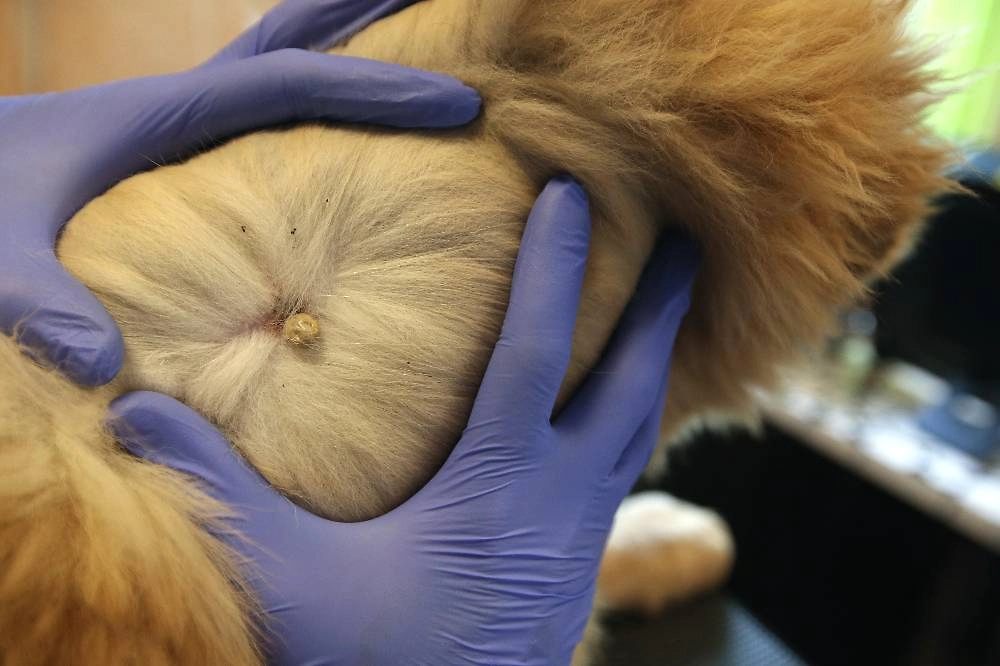 Как защитить собаку от клещей. Фото © ТАСС / Артём Геодакян
