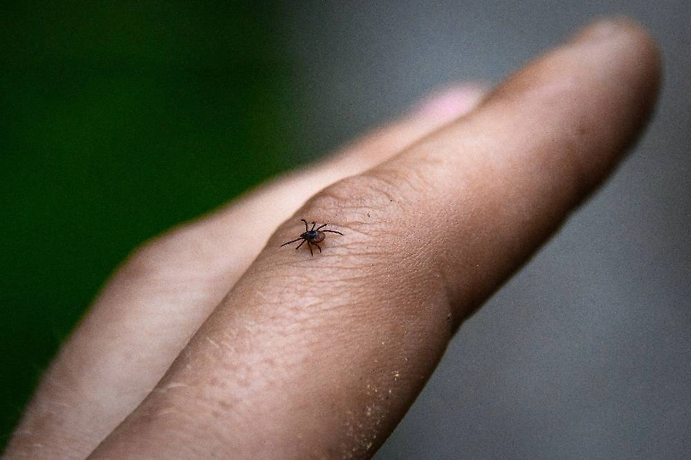 Численность клещей в 2026 году будет рекордной. Фото © ТАСС / Юрий Смитюк