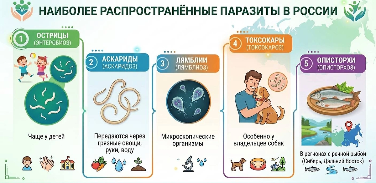 Какие паразиты могут быть в теле человека? Полное практическое руководство и методы лечения. © Gemini Nano Banana AI / Софья Кузнецова 
