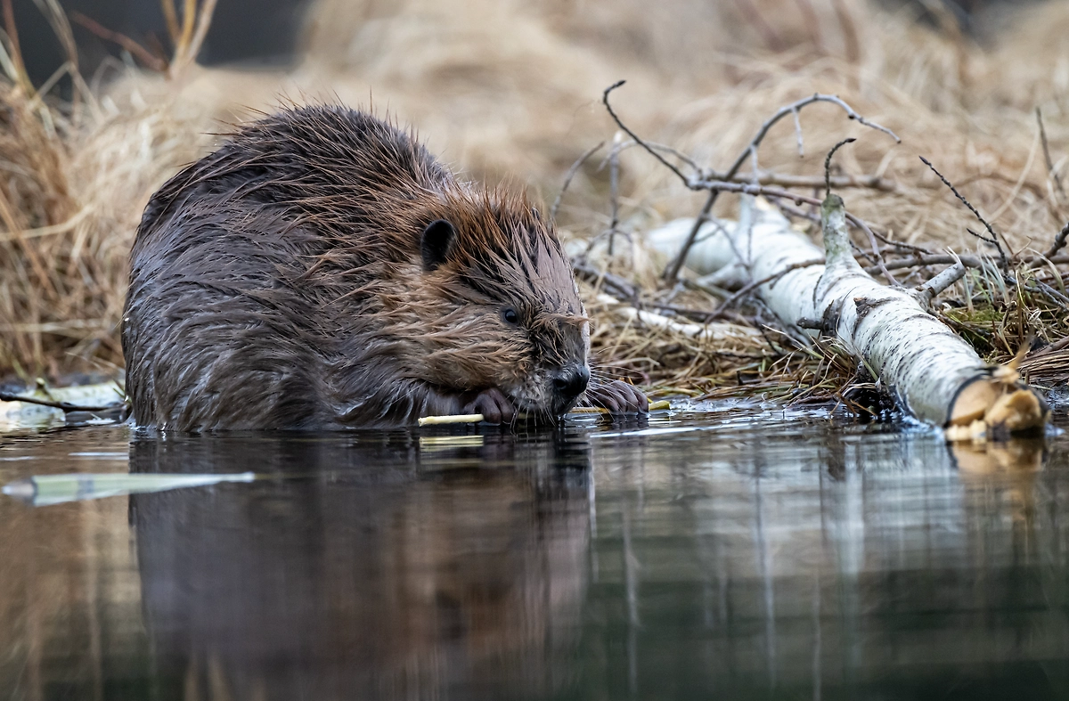 Обложка © Shutterstock / FOTODOM / Dan-Pepper