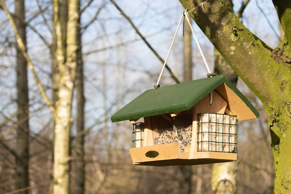 Что можно и нельзя делать 9 марта в Иванов день. Фото © Freepik