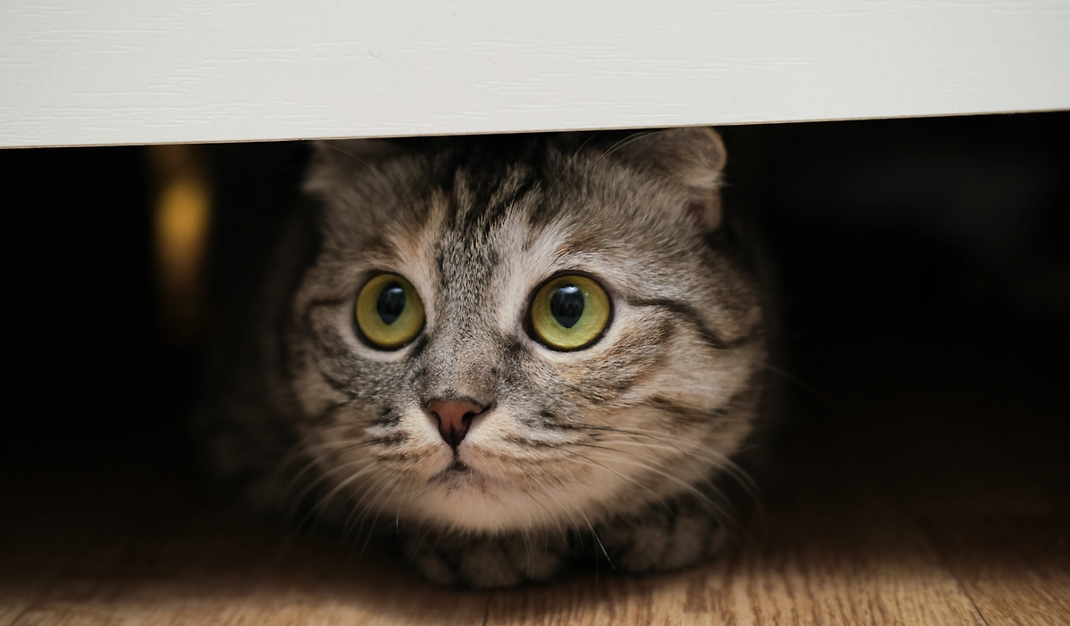 Как понять, что домовой сердится и портит жизнь в доме. Фото © Shutterstock / FOTODOM / Mitriakova Valeriia