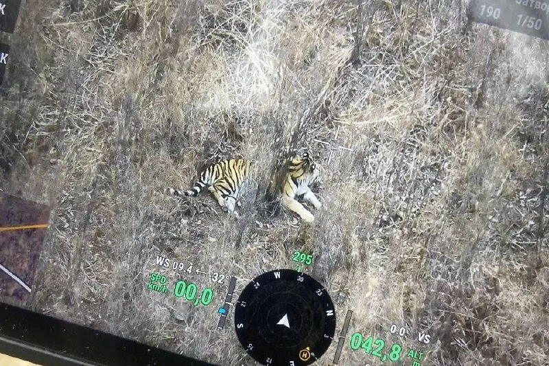 Состояние хищника после столкновения с автомобилем. Фото © Telegram / МинПрироды25