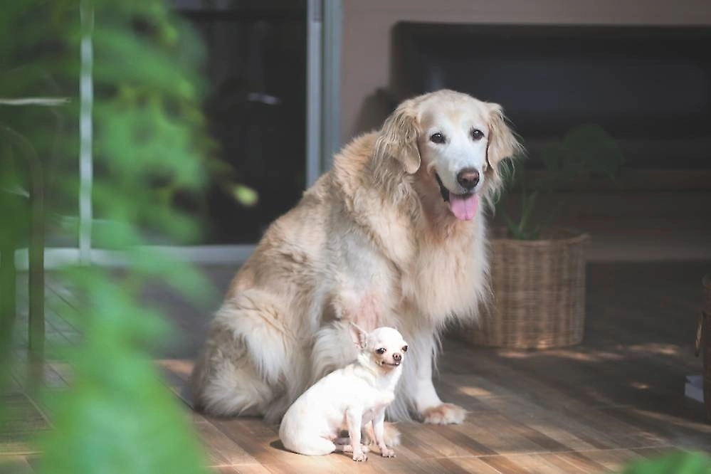 Кинолог заявил, что собачья &laquo;улыбка&raquo; далеко не всегда означает радость