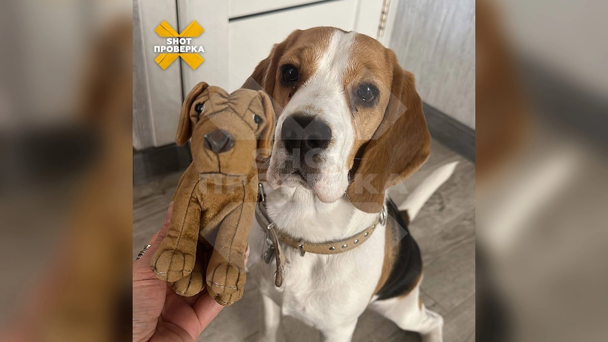 Погибший от рук догхантеров бигль по кличке Грейси. Фото © Telegram / SHOT ПРОВЕРКА
