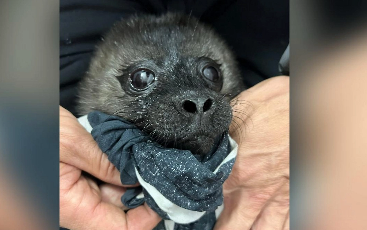 Спасённому на Ладоге бельку дали имя Нерпулька