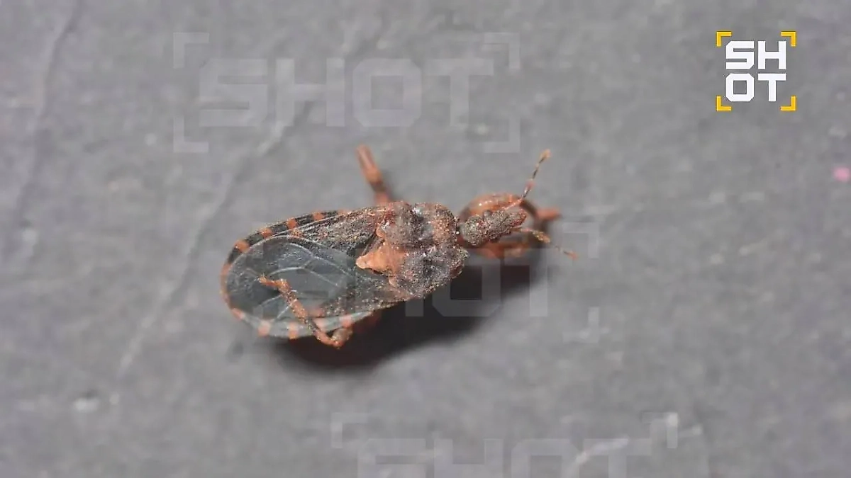 Клоп «ласковый убийца» атаковал россиянина в Таиланде. Фото © SHOT