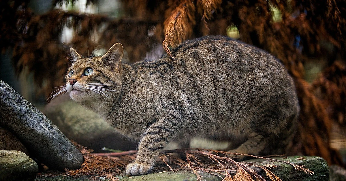 Обложка © подпись