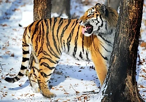 Тигр-убийца терроризирует жителей села в Приморье