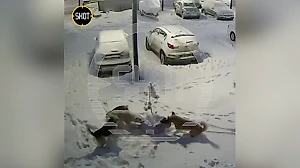 Камера сняла, как стая собак терзала третьеклассницу в Новом Уренгое