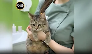 Ветеринары рассказали о состоянии кошек, которых хотела "гуманно" умертвить экс-жена Ефремова