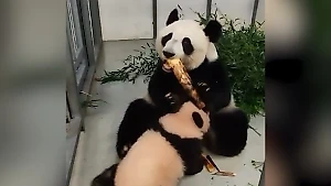 Панда Диндин без стыда сделала выбор между лапочкой-дочкой и бамбуком