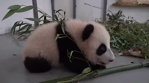 Малышка-панда сделала первые шаги и умилила россиян