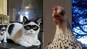 10 питомцев с такими странными узорами на шёрстке, что кажется, будто их разрисовали нарочно