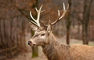 "Зомби-вирус", который убивает оленей в США, может перекинуться на людей
