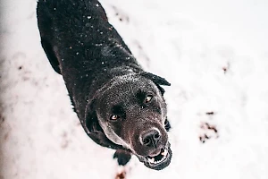 Зоозащитник осудила принятие закона о "гуманной эвтаназии" животных в Забайкалье