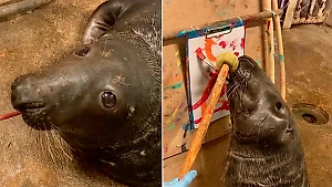 Тюлень Кайюс из Калининграда невзлюбил соседку и теперь вынужден рисовать картины