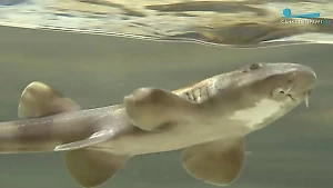 В Петербурге построили детсад для акулят и многоквартирный дом для мурен