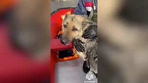 Патруль МЧС на лодке спас от верной смерти тонущего пса под Самарой