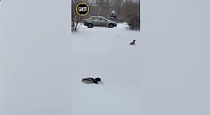 Высота снежного покрова в Петербурге достигла 11 сантиметров