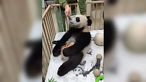 Панда Катюша весит уже 22 килограмма