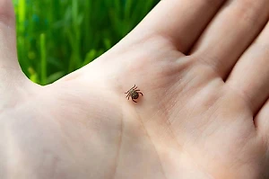 Профессор развеял популярные мифы о клещах