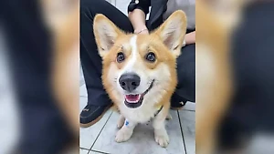 Биолог объяснила, как корги-сладкоежка выжил, слопав смертельную дозу шоколада