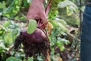 Врач объяснил, как свёкла влияет на мужское либидо