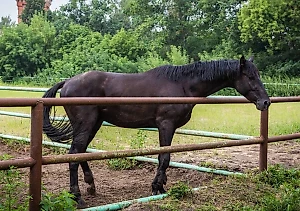Тульские заводчики пытаются спасти оказавшихся на грани исчезновения уникальных лошадей