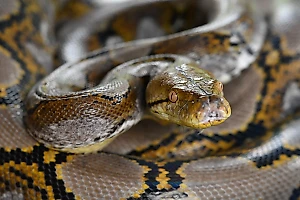 Огромная змея испугала офисный планктон в Москве