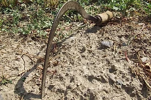 В Индии муж вспорол серпом живот беременной жене, думая, что она родит девочку