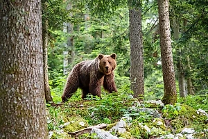 Россиянам рассказали, как не стать целью медведя и других диких зверей в лесу