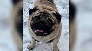 Россиянка обвинила ветклинику в смерти своего мопса