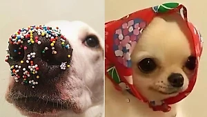 10 добрых, но очень уморительных мемов про Пасху, над которыми невозможно не посмеяться