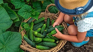 Эти 8 лайфхаков по выращиванию огурцов принесут тонну урожая — собирать устанете