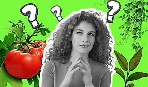 Квиз: только опытные огородники отгадают все 6 овощей по фото рассады