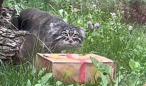 Манулу Тимофею Зеленогорсковичу на день рождения подарили перепёлку