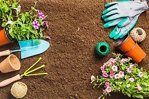 Российским дачникам рассказали, как избавиться от испанского слизня