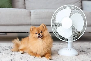 Эксперты рассказали, как летом уберечь кошек и собак от солнца и жары