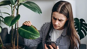 6 невероятно ядовитых растений, которые лучше выкинуть из дома, если жизнь дорога 