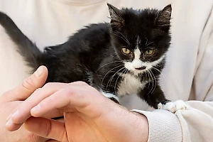 В Химках задержали мужчину, который заманивал девочек суши и котятами ради грязных дел