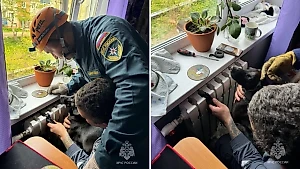 Камчатские спасатели вызволили лапу любопытного пса из радиатора