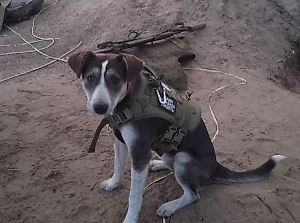 Совершившую подвиг в зоне СВО собаку Победу номинировали на международную премию