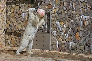 Белую медведицу признали лучшей баскетболисткой Ленинградского зоопарка