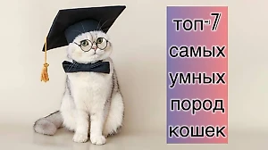 IQ как у человека: 7 самых умных пород кошек