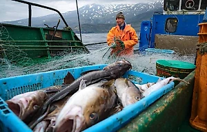 Эксперты вступились за российскую рыбу, которую "дельцы" из США хотят изгнать с рынка