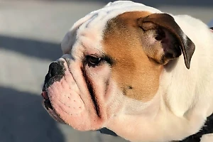 Перечислены породы собак, для которых жара не просто слово