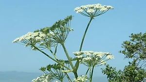В Госдуме предложили наказывать губернаторов за плохую уборку борщевика